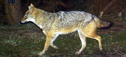 Wolf, Hund oder Goldschakal? Das sagt ein Jäger zu den gerissenen Schafen
