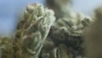 cannabis: 31 cannabis-anbauvereinigungen in rheinland-pfalz genehmigt