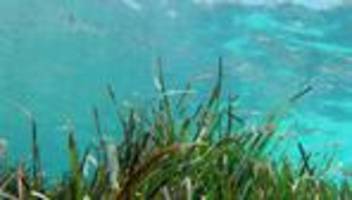 Umweltschutz: Naturschutzpreis für junge Umweltschützer aus Braunschweig