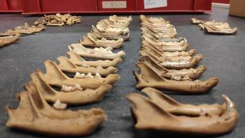 Hauskatzen erreichten Europa viel später als bisher angenommen