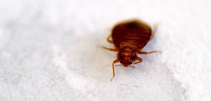 Paris: Filminstitut schließt Kinosäle wegen Bett-Wanzen