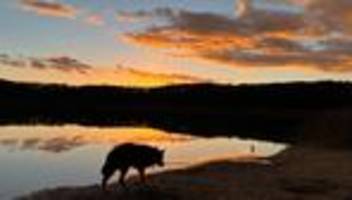 Einschläferung des Hundes: Er war mein Begleiter