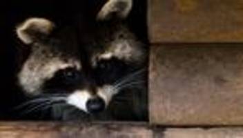 Invasive Art: Hamburger CDU-Fraktion will Waschbären kastrieren lassen