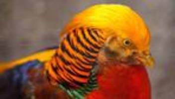 Fasane: Lebensgefährlich schön