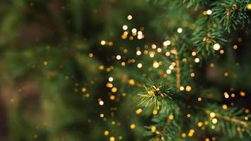 weihnachtsbaum-debatten und ernährungstipps: ein persönlicher adventsblick