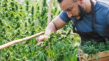 „nicht dreckig genug“: hamburger bauamt bremst cannabis-club aus