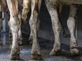 tierschutzverstöße im allgäu: das leiden der rinder