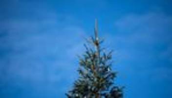 baum der gemeinde: sieben meter hoher weihnachtsbaum umgesägt
