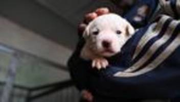 Verstoß gegen Tierschutzgesetz: Polizei rettet unterkühlte Hundewelpen bei Grenzkontrolle