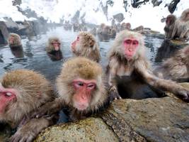 tiere: wenn makaken zu den „backstreet boys“ trommeln