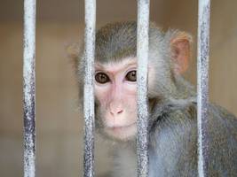 tierversuche: ist medizinische forschung an affen verzichtbar?