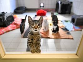 agrarpolitik: warum tierschützer an der politik verzweifeln