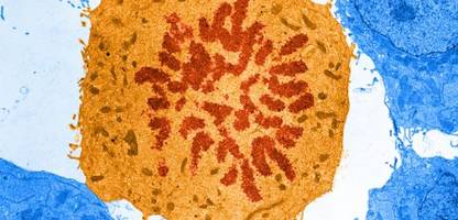 alphafold: »eines tages sagt uns ki vielleicht, wie das leben begann«