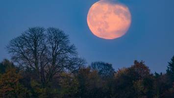 im advent prangt ein super-julmond am himmel