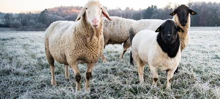 „die angst, dass doch der wolf da war“: schäfer sind nach möglichem wolfsangriff besorgt