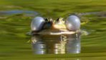 Schutzbemühungen: Froschschenkel: Weltartenkonferenz stellt Tiere unter Schutz