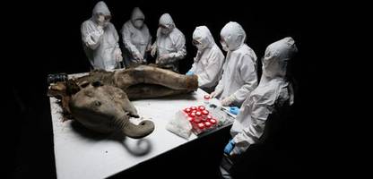 Mammut »Yana«: Wissenschaftler führen Nekropsie durch