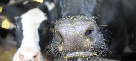 Erneut Verstöße gegen das Tierschutzgesetz: Zwei Mal müssen Veterinär-Ämter eingreifen