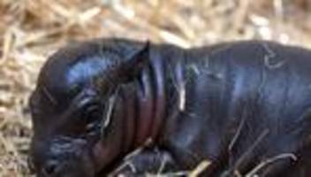 Nachwuchs im Zoo: Bedrohte Art: Kleines Flusspferd in Duisburg geboren