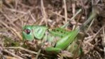 Tiere: Der Warzenbeißer ist Insekt des Jahres