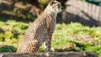 Tiere: Zoo Landau nimmt Abschied von Gepardenkater