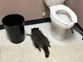 tier im bad ohnmächtig geworden: waschbär bricht in spirituosen-laden ein und betrinkt sich