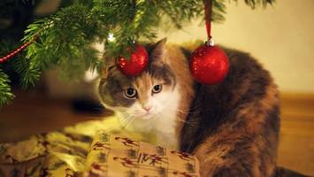 Tierheim Berlin feiert das „Weihnachtsfest der Tiere“