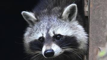 Waschbär bricht in Spirituosen-Laden ein und betrinkt sich besinnungslos