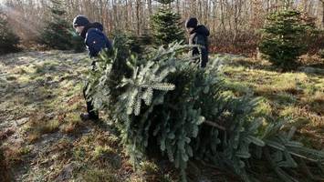 landwirt klagt: „weihnachtsbäume verkaufen – das lohnt kaum noch“