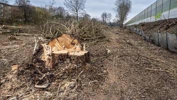 straßenbäume: bergedorf scheitert an selbst auferlegter 1,5-regel