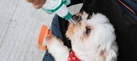 Spezialkurs „Erste Hilfe am Hund“ beim BRK Augsburg-Stadt