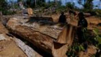 EU-Waldschutzgesetz: EU einigt sich auf Abschwächung und Verschiebung von Waldschutzgesetz