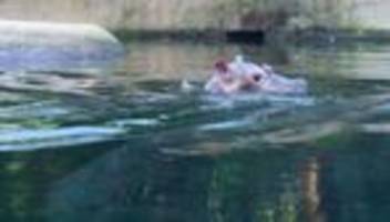 Flusspferd-Nachwuchs: Berliner Zoo sucht Namen für Hippo-Baby