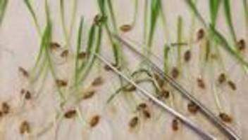 Lebensmittel: EU-Staaten lockern Gentechnikregeln für Lebensmittel