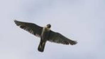 Natur in Bayern: Darum gelingt der Schutz für Uhu und Wanderfalke