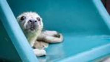 Seehundstation: Erste Kegelrobbenheuler im Friedrichskooger Aufzuchtbereich