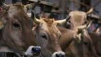 Tierschutzvergehen: Früherer Schlachthofbetreiber wegen Tierquälerei vor Gericht