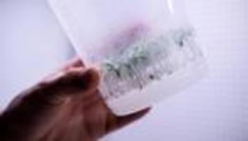 Landwirtschaft: Europa wagt ein bisschen Gentechnik-Revolution