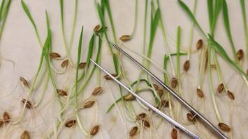 EU lockert Gentechnik-Regeln für Lebensmittel – Kennzeichnungspflicht entfällt