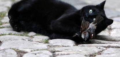 vogelgrippe in brandenburg: geflügelpest in toter katze in neuruppin nachgewiesen