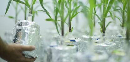 eu winkt lockere regeln für gentechnik in lebensmitteln durch