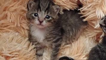 fünf süße katzenbabys – einfach im schuhkarton ausgesetzt