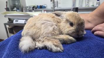 Vier Kaninchen im Wald ausgesetzt: Tierheim zeigt Momfluencerin an