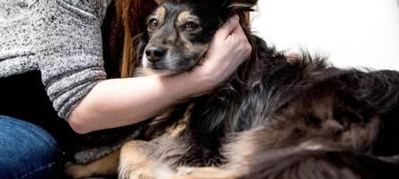 sabberlot! so gesund ist hunde-speichel