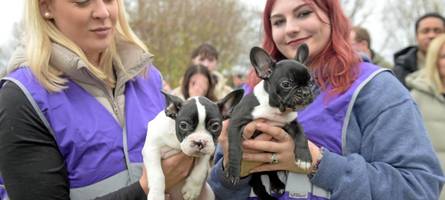 augsburger tierheim - alle infos zur vermittlung von hunden und katzen