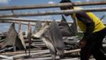 beschluss der weltartenkonferenz: handel mit bestimmten hai-arten erstmals verboten