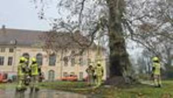 Brand im Stamm: Polizei ermittelt nach Brand an historischem Baum
