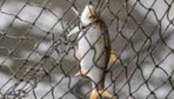 Fischerei: Minister: Keine Verarbeitungsmöglichkeit für Fisch