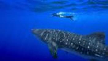 Schutzbemühungen: Erstmals Handelsverbot für Haiarten: Artenkonferenz endet