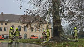 unter denkmalschutz stehender baum brennt – schwieriger feuerwehreinsatz